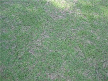 Bare patches caused by Crane Fly. - Early July Update